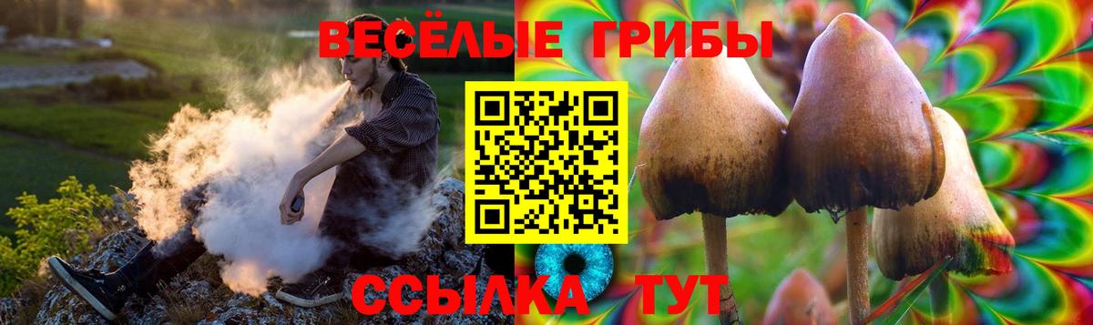 Галлюциногенные грибы Psilocybe Кириши